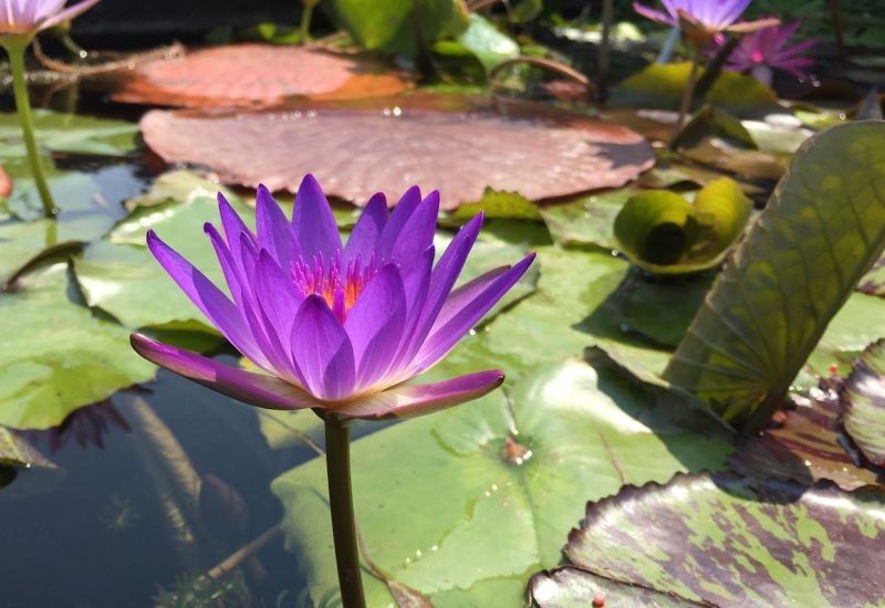 purple-g72b1307f3_1280